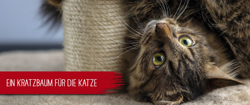 Ein Kratzbaum für die Katze