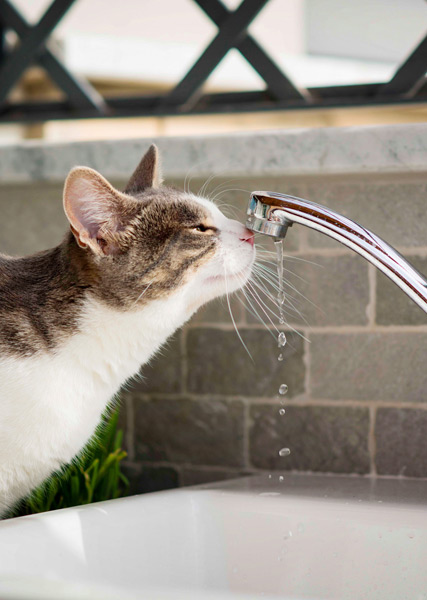 Pflege im zookauf-Themenkatalog Katze
