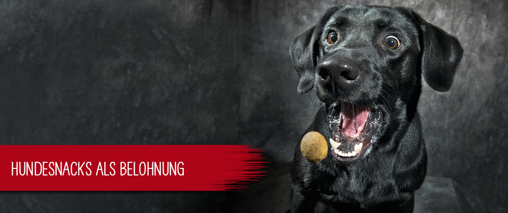 Hundesnacks als Belohnung