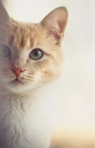 Spezielle Bedürfnisse im zookauf-Themenkatalog Katze