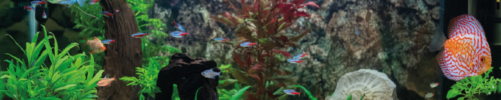 Aquarium und Fische