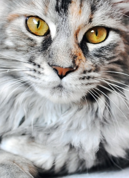 Rasseportraits im zookauf-Themenkatalog Katze