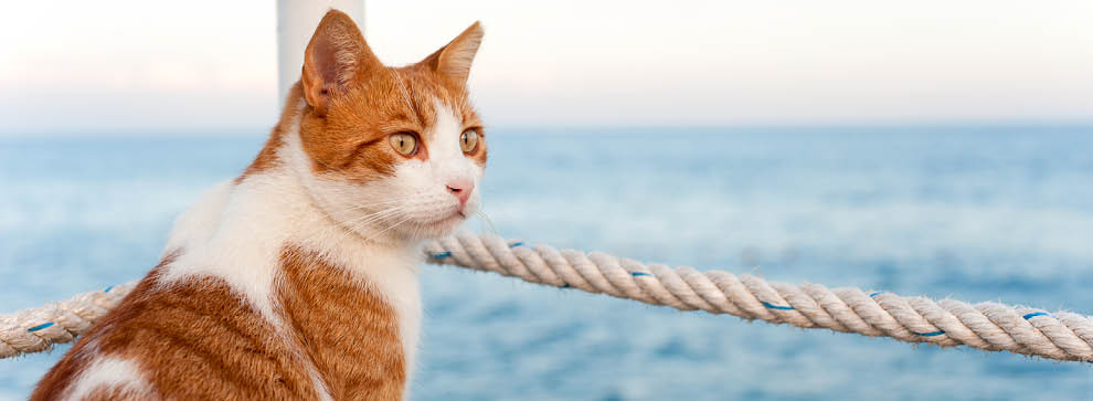 Outdoor - mit der Katze auf Reisen