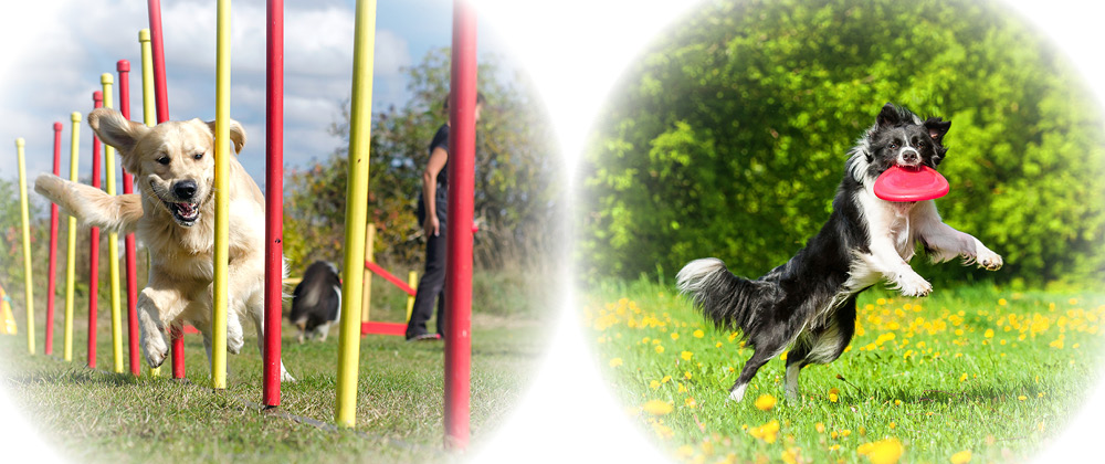 Agility Hund