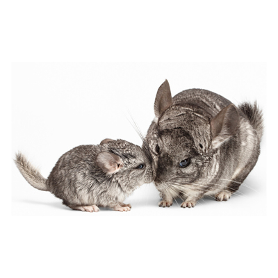 Chinchilla Mutter und Baby