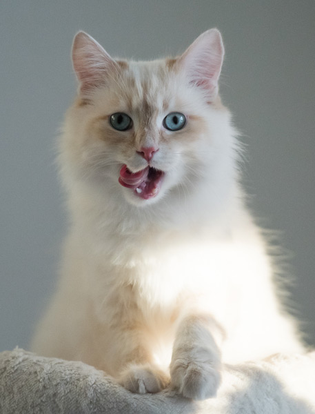 Snacks im zookauf-Themenkatalog Katze