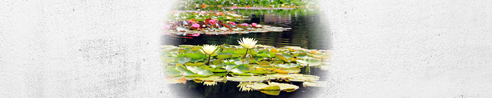 Frühling am Gartenteich