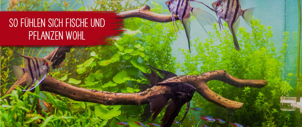 So fühlen sich Fische und Pflanzen wohl
