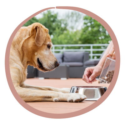 Ernährungsformen Hund