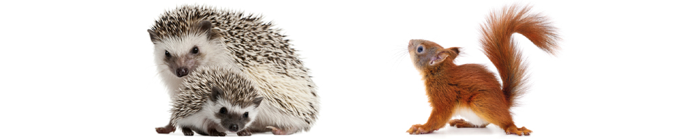 Eichhörnchen & Igel im Winter