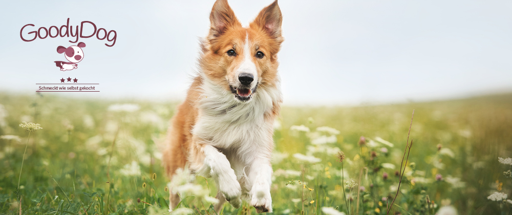 GoodyDog Markenwelt