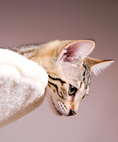 Zubehör im zookauf-Themenkatalog Katze