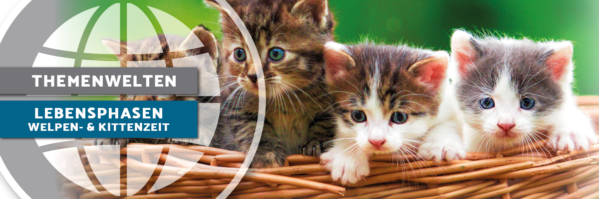 Katzen Kitten
