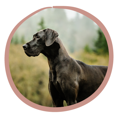 Spezielle Bedürfnisse Hund