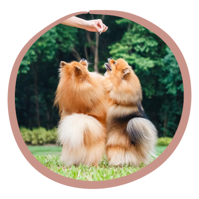 Hundesnacks und Leckerlis