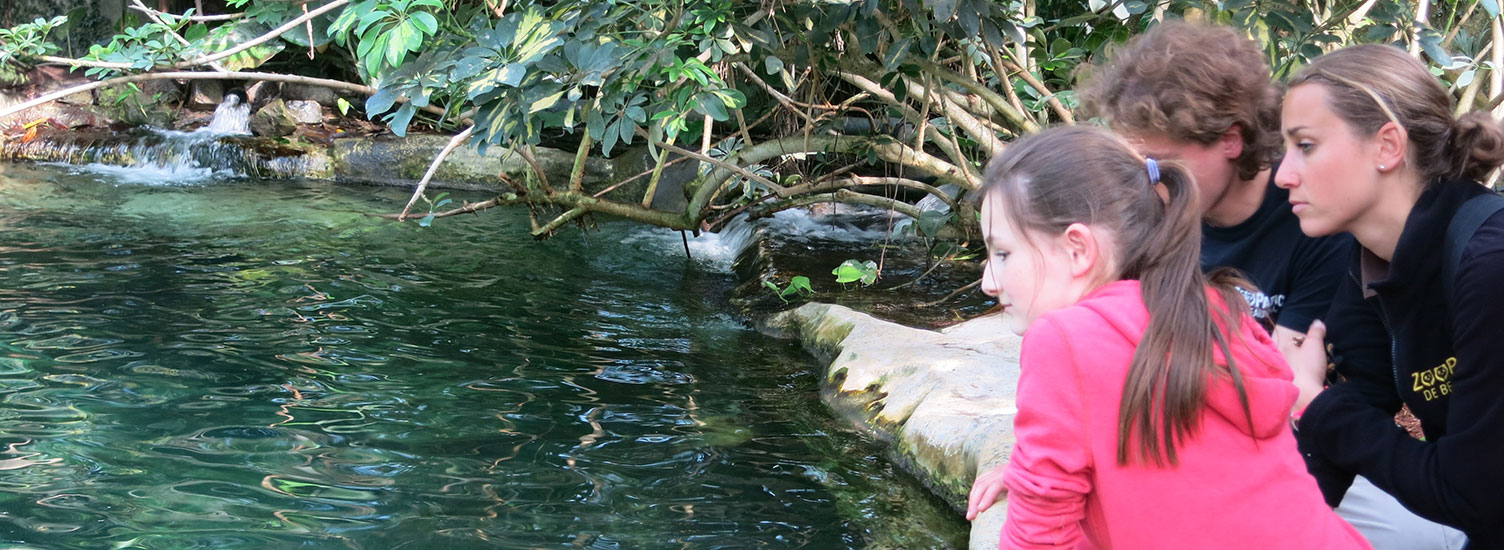 Zoo De Beauval Soigneur D'un Jour Junior